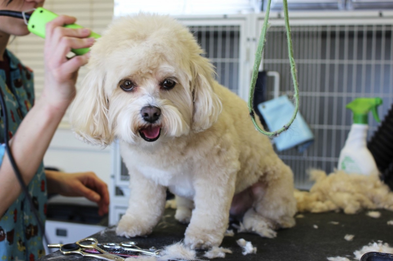 veterinaire-MANDELIEU LA NAPOULE-min_white_dog_grooming_pet_pet_grooming_salon_groomer_fur-678977